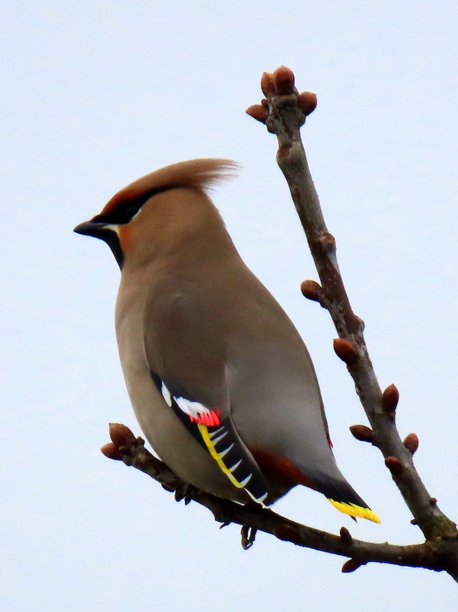 Bohemian Waxwing - ML615958889