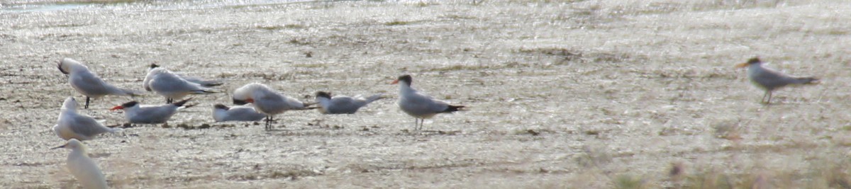 Caspian Tern - Dayron Breto