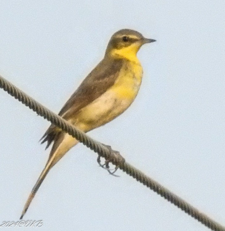 Өрнийн/Дорнын шар цэгцгий - ML615958921