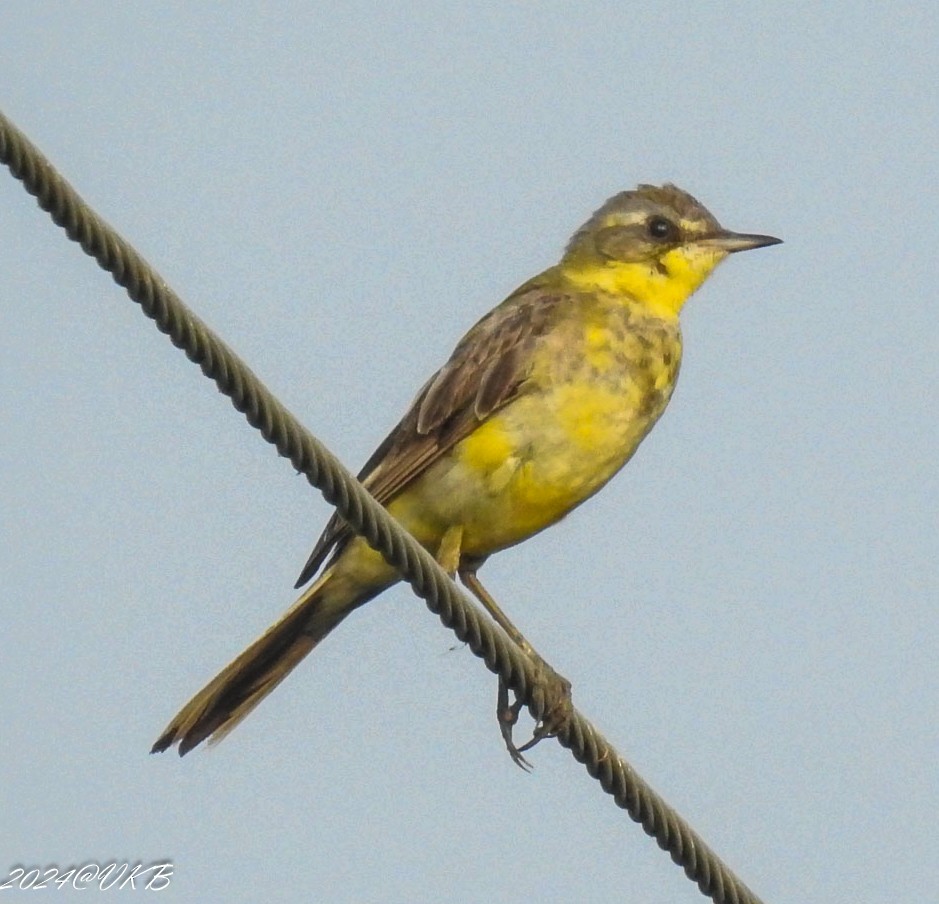 Өрнийн/Дорнын шар цэгцгий - ML615958922