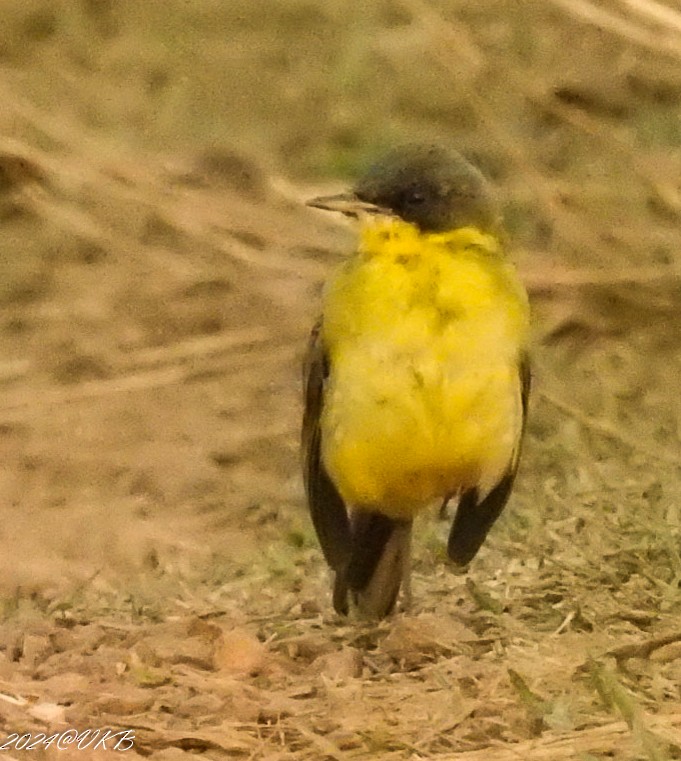 gulerle/østgulerle - ML615958923