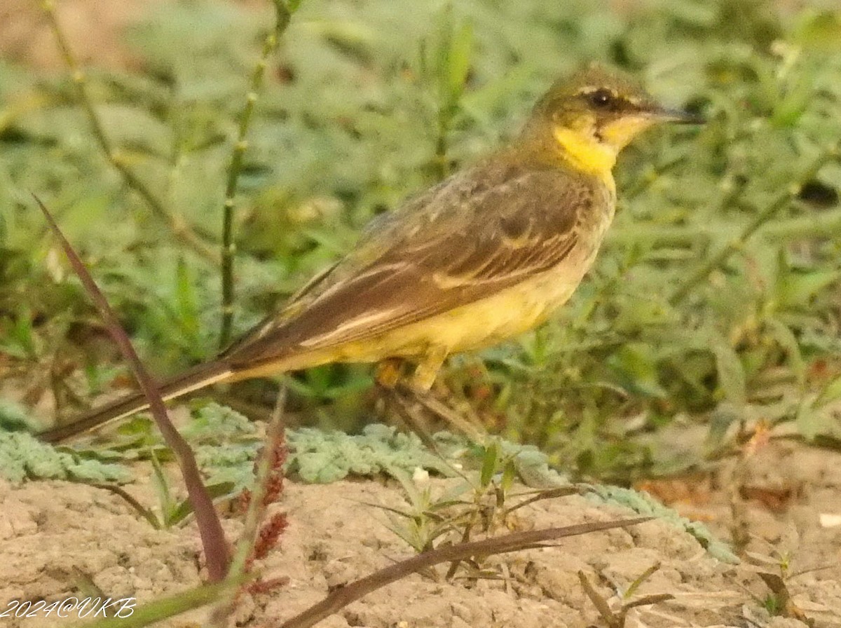 gulerle/østgulerle - ML615958924