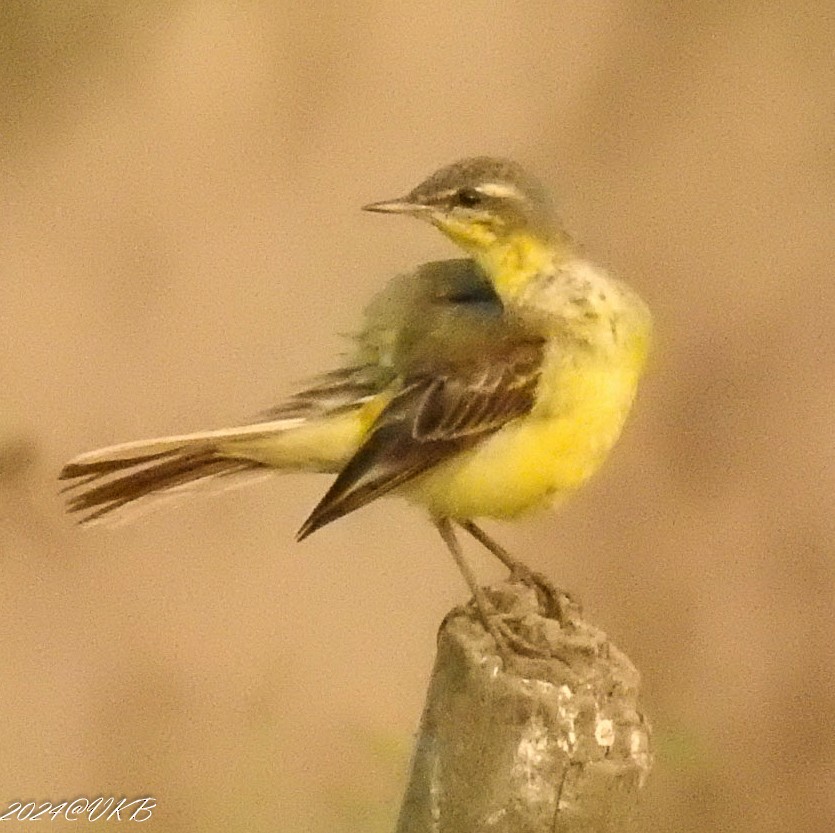 Өрнийн/Дорнын шар цэгцгий - ML615958926