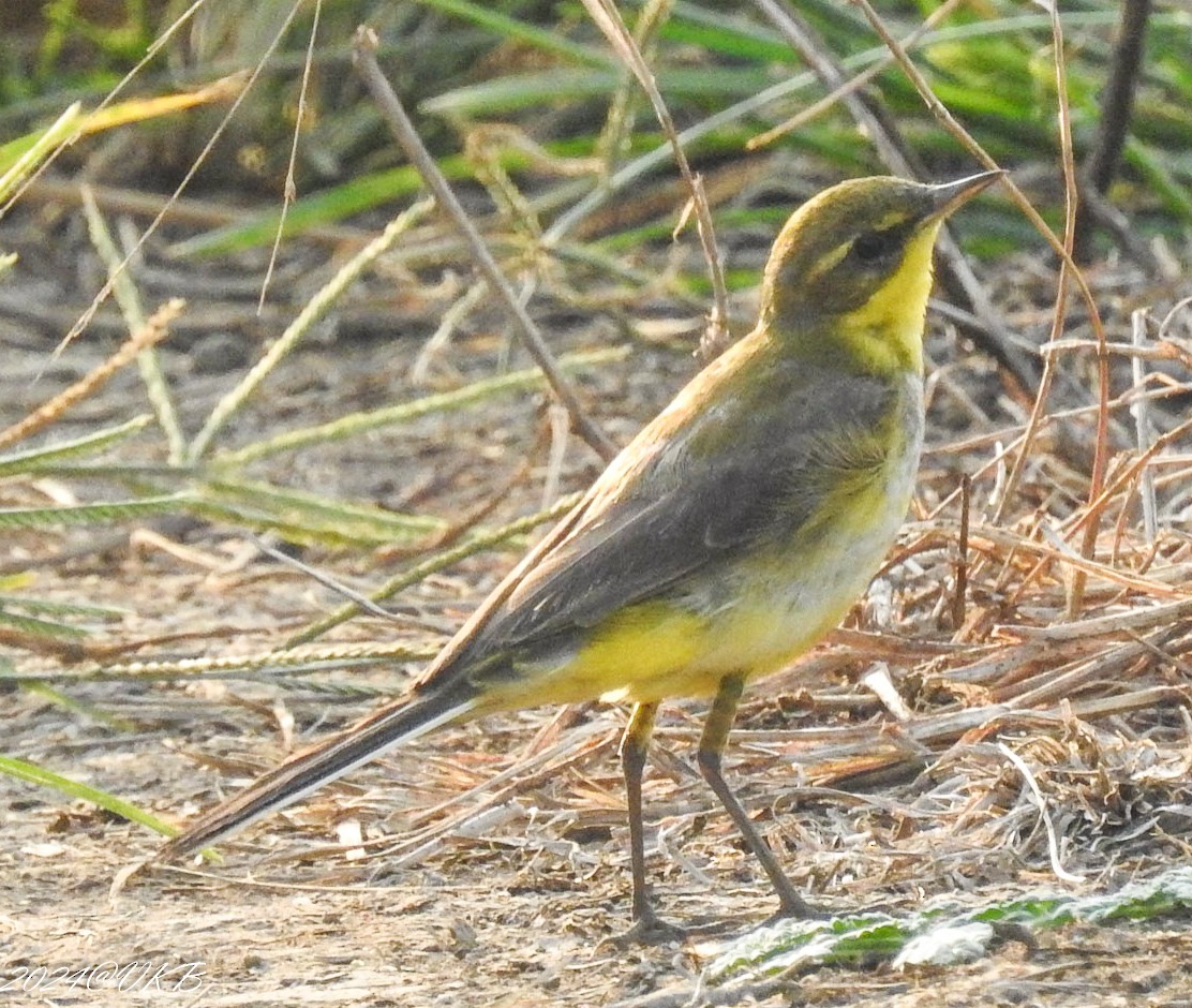 Өрнийн/Дорнын шар цэгцгий - ML615958928