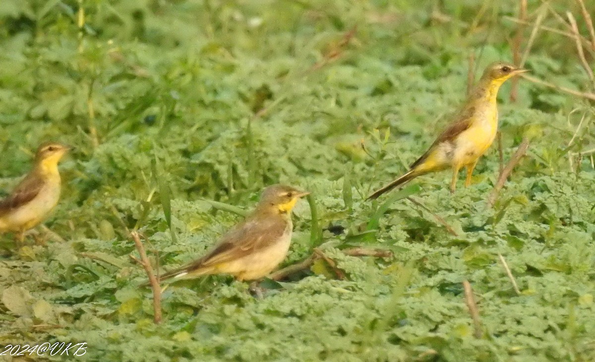 gulerle/østgulerle - ML615958929