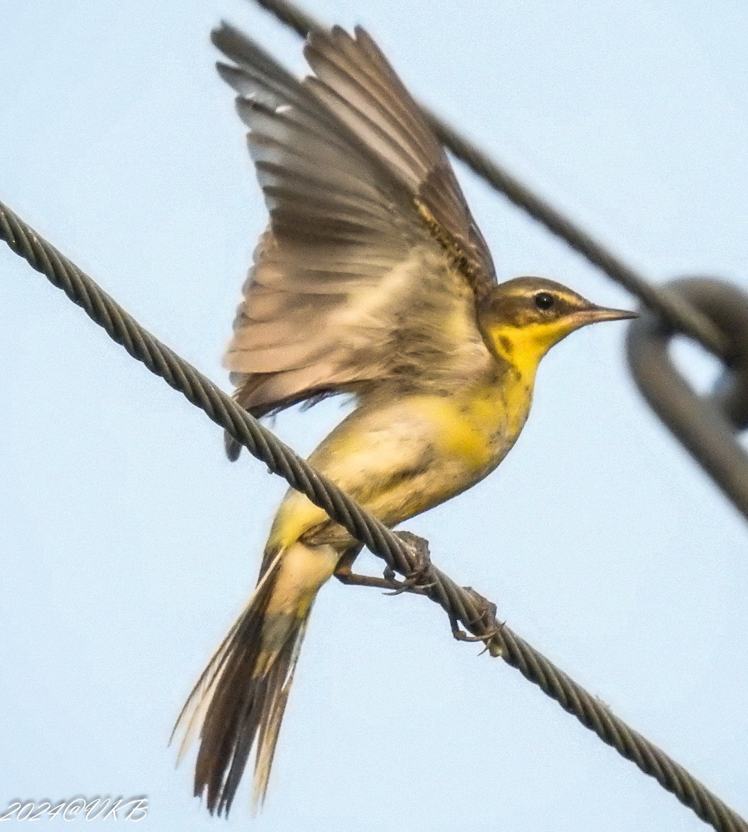 gulerle/østgulerle - ML615958930