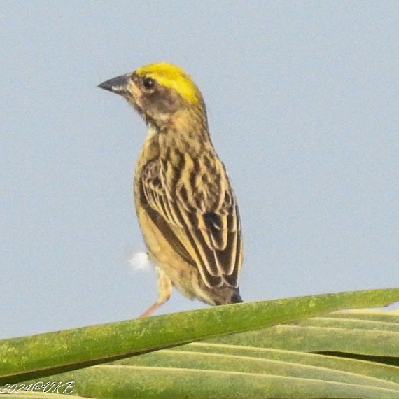 Baya Weaver - ML615958953