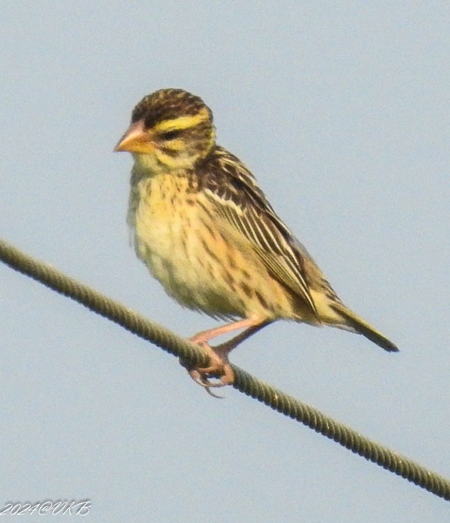 Baya Weaver - ML615958954