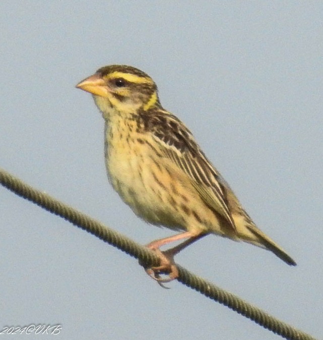 Baya Weaver - ML615958955