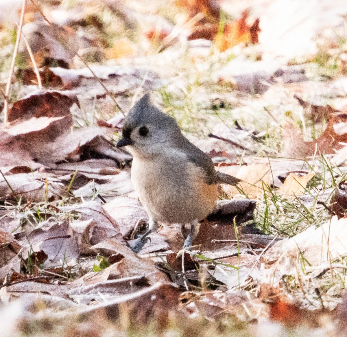 Tufted Titmouse - ML615958966