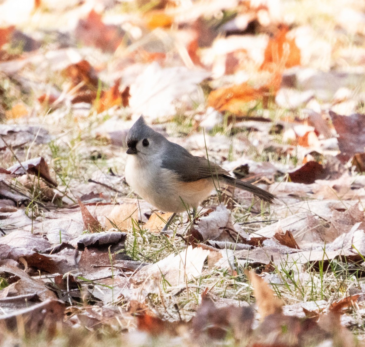 Tufted Titmouse - ML615958967