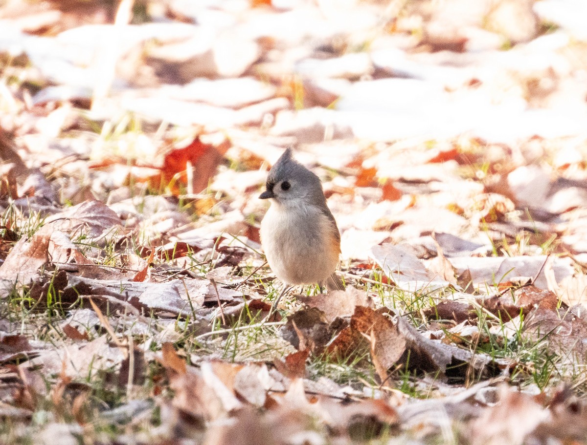 Tufted Titmouse - ML615958968