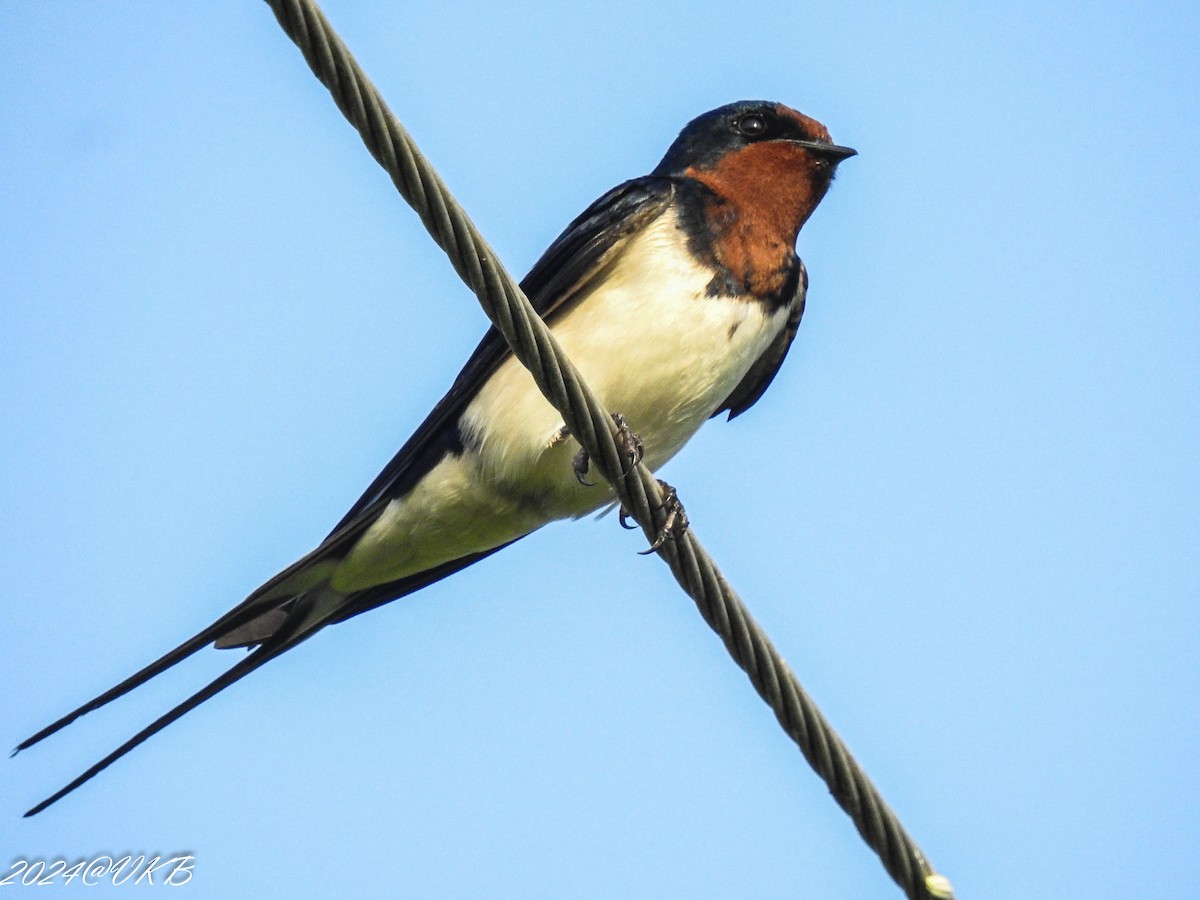 Асрын хараацай - ML615958969