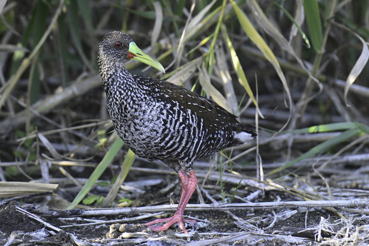Spotted Rail - ML615958971