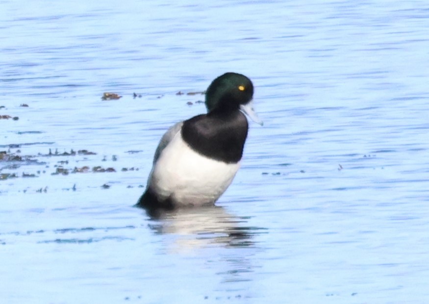 Greater Scaup - ML615959068