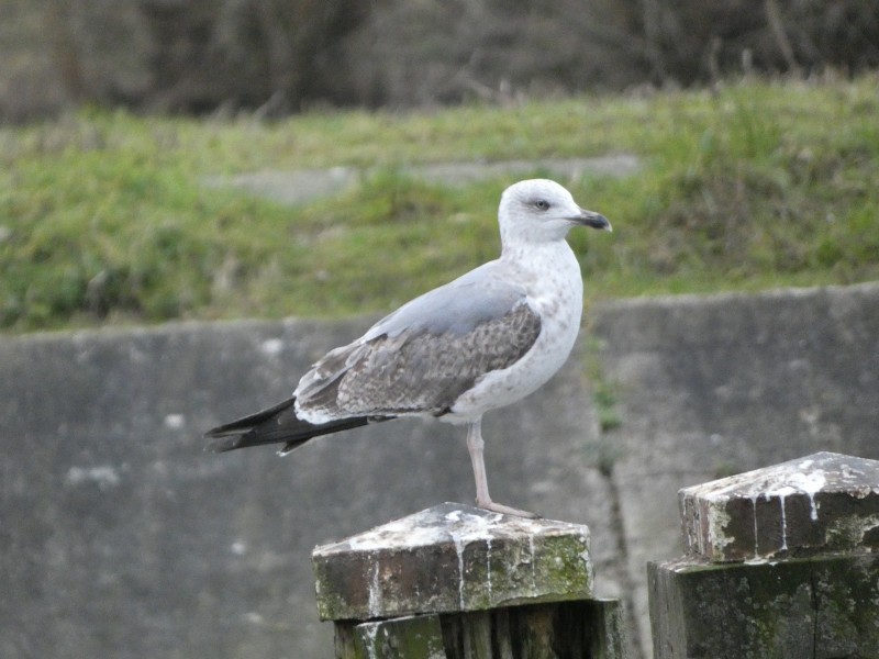 Yellow-legged Gull - Björn Deduytsche