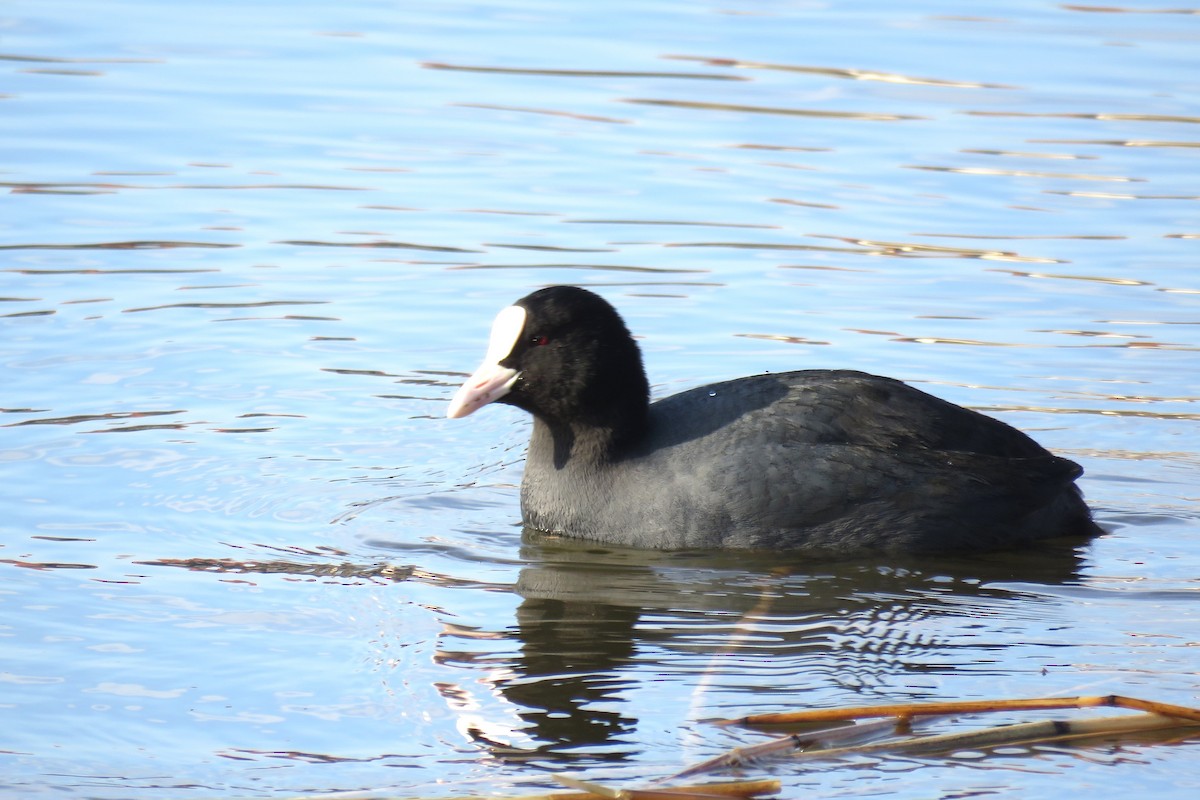 Eurasian Coot - ML615959093