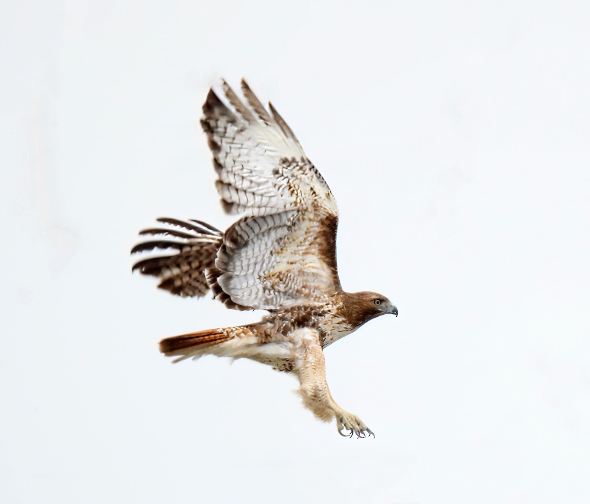 Red-tailed Hawk - Elizabeth Winter