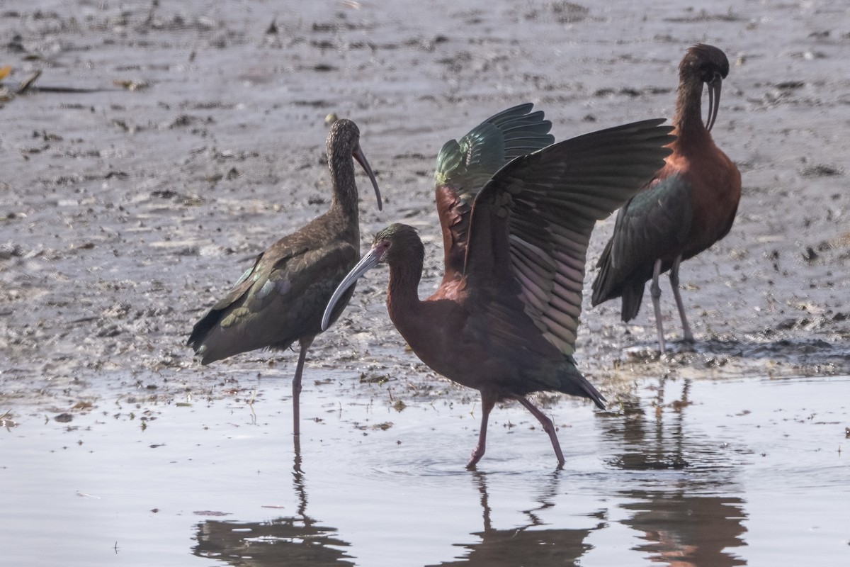 White-faced Ibis - ML615959142