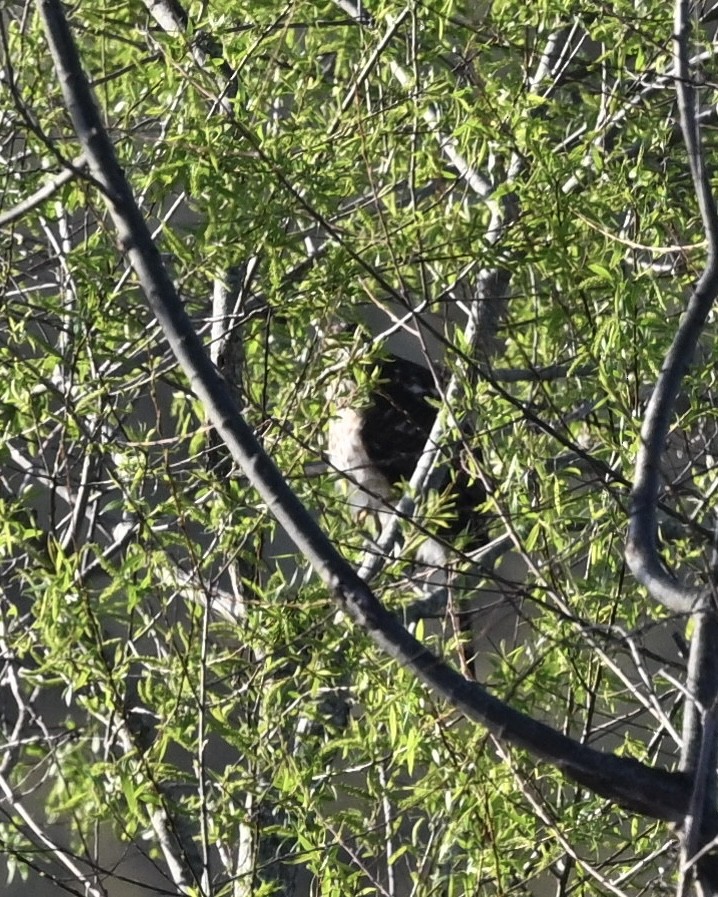 Cooper's Hawk - ML615959148