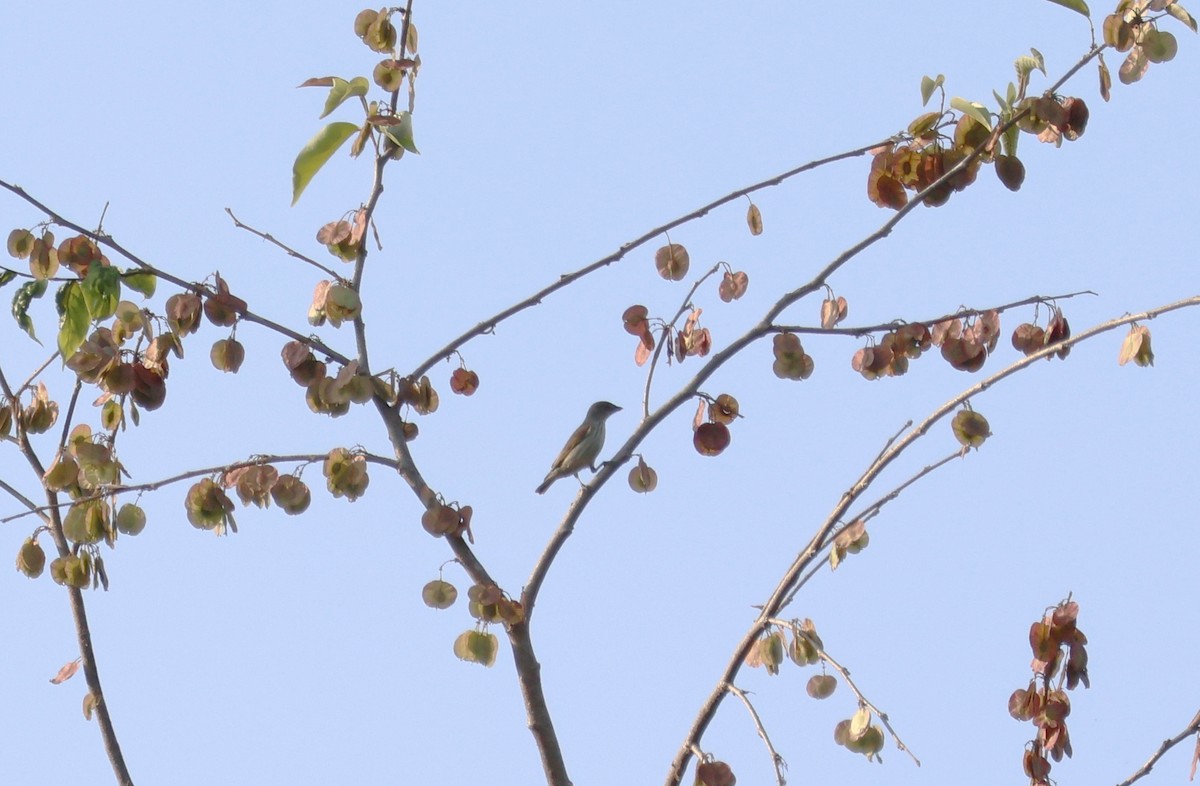 Thick-billed Flowerpecker - ML615959208