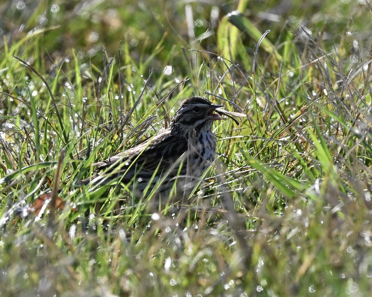 Song Sparrow - ML615959213