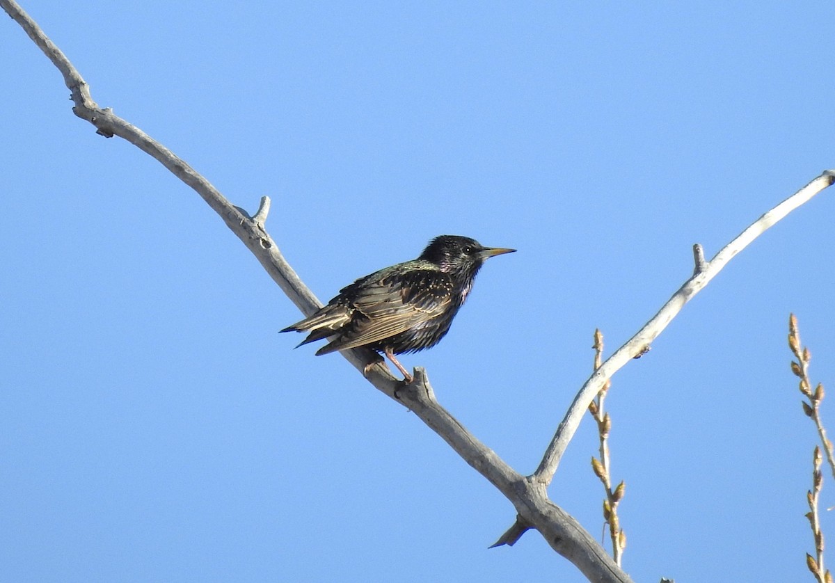European Starling - ML615959267