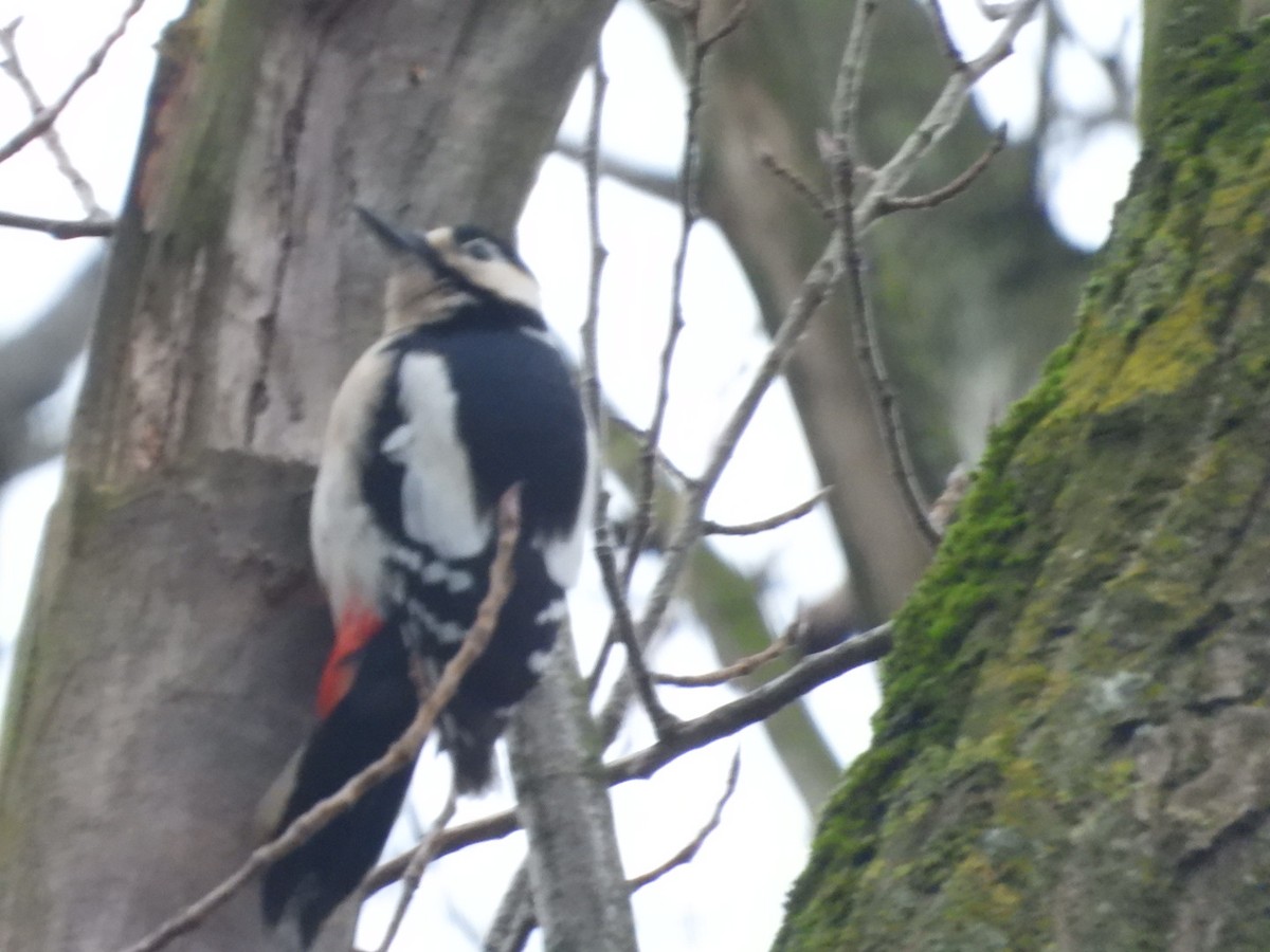 Great Spotted Woodpecker - ML615959307