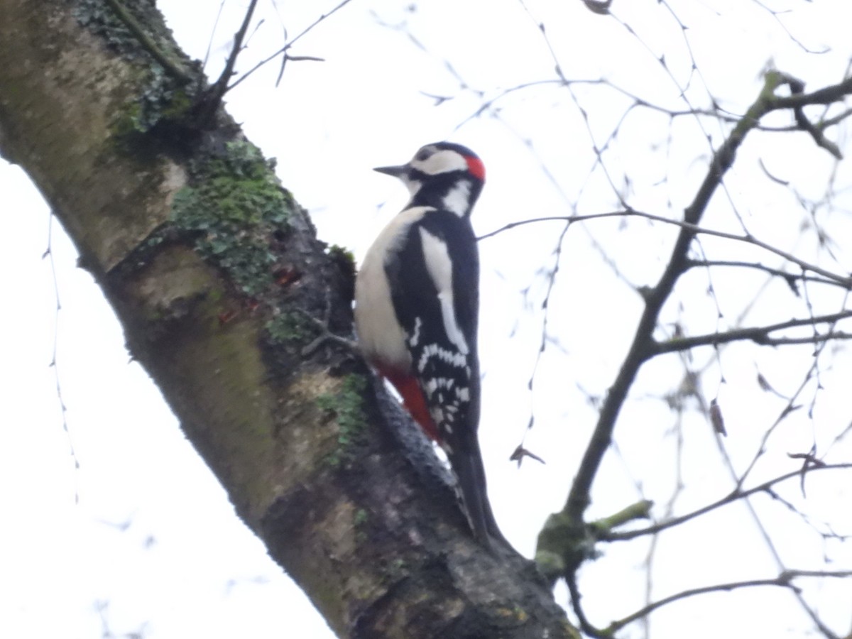 Great Spotted Woodpecker - ML615959308