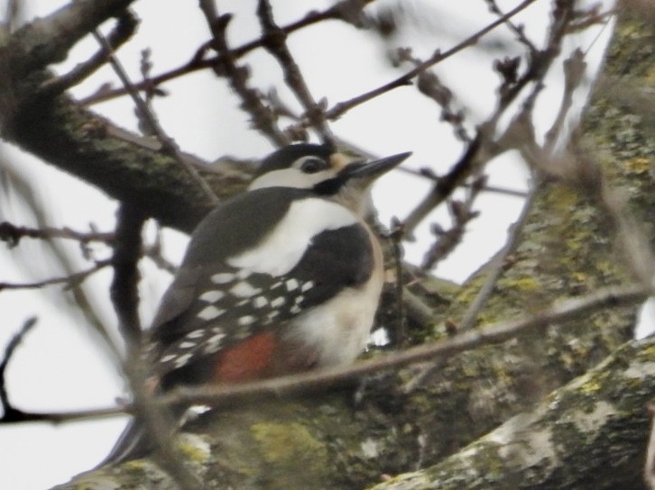 Great Spotted Woodpecker - ML615959309