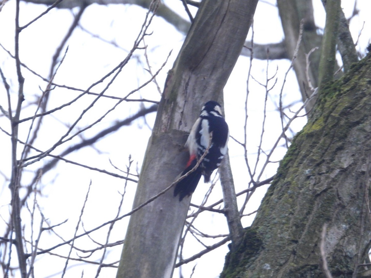 Great Spotted Woodpecker - ML615959311