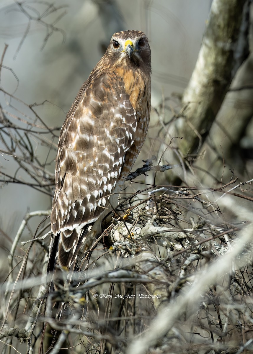 Red-shouldered Hawk - Keith McFaul