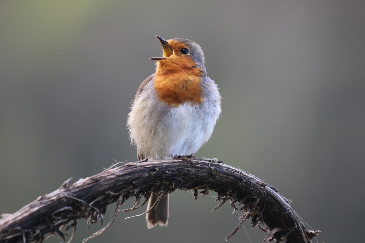 European Robin - Olivia Schiermeyer