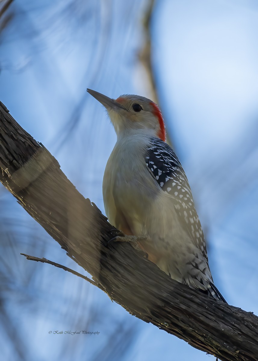 Red-bellied Woodpecker - Keith McFaul