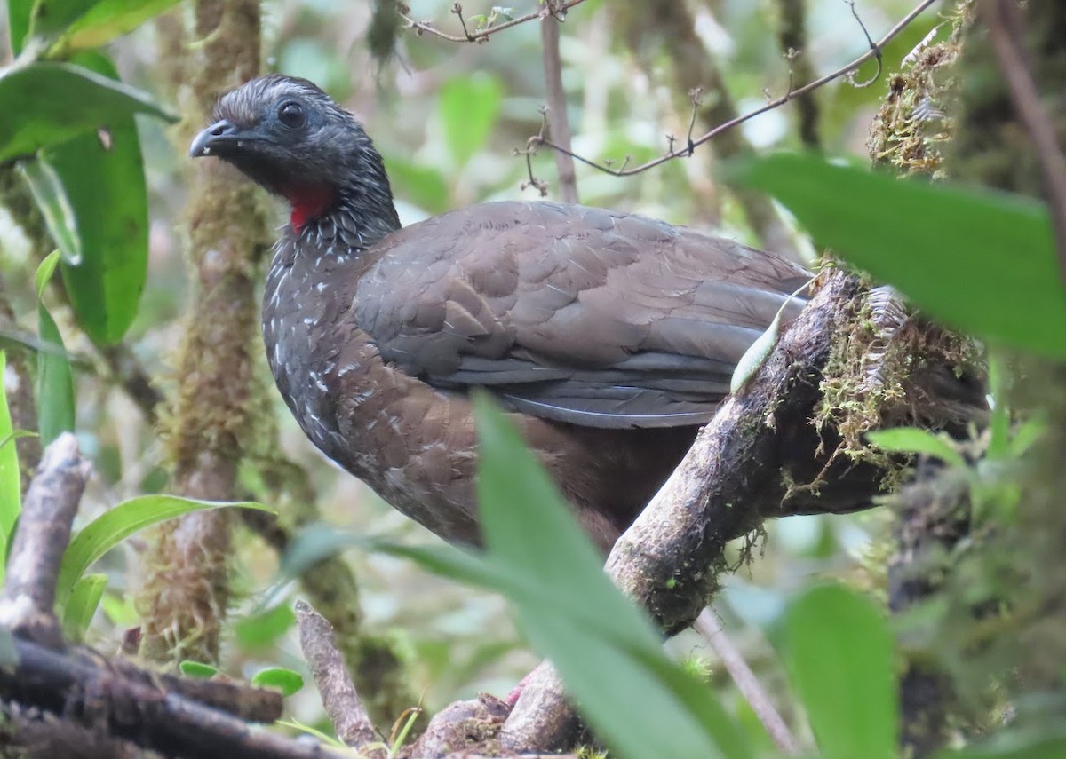 Bearded Guan - Cindy Edwardson