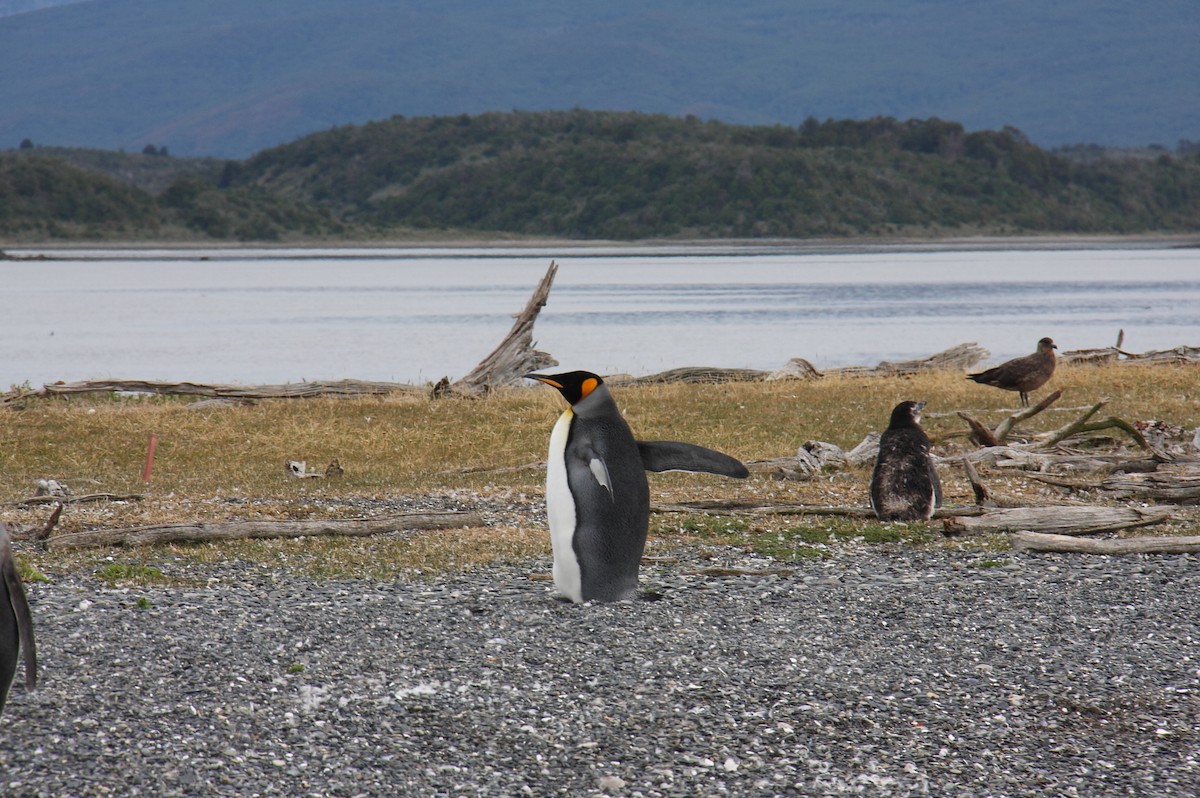 tučňák patagonský - ML615959456