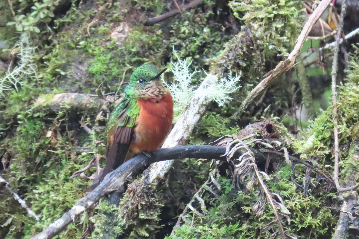 Chestnut-breasted Coronet - ML615959480