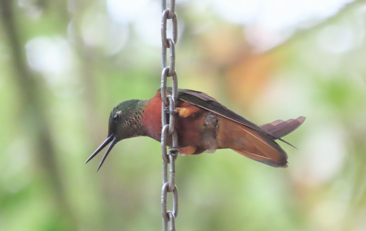 kolibřík peruánský - ML615959481