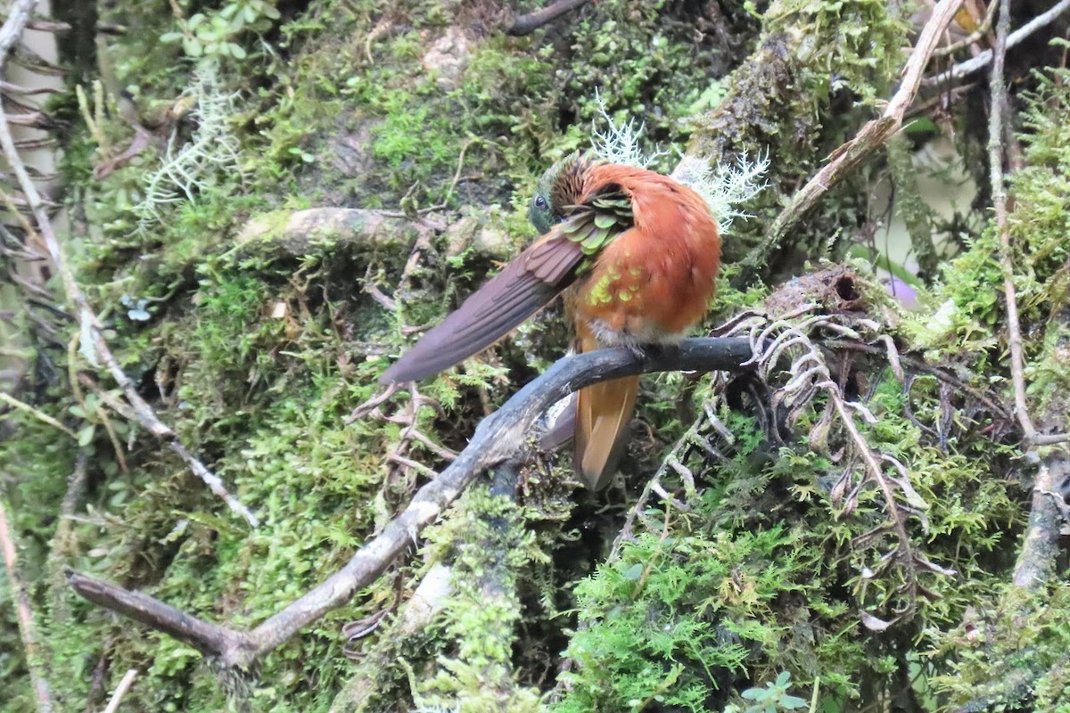 kolibřík peruánský - ML615959482