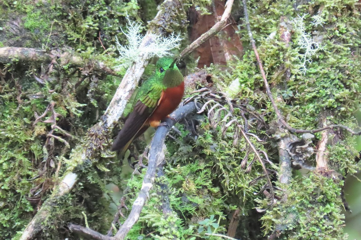 kolibřík peruánský - ML615959483