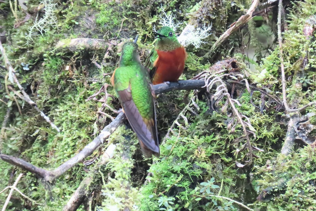 kolibřík peruánský - ML615959484