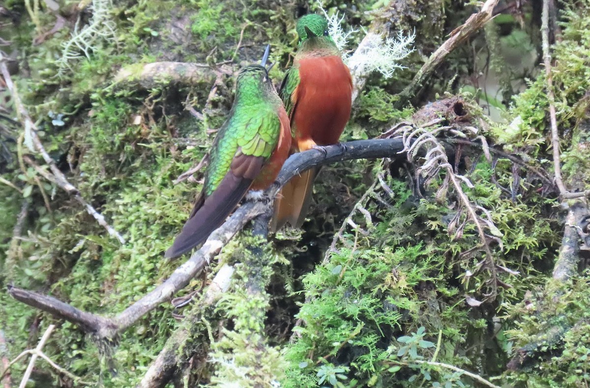 kolibřík peruánský - ML615959485