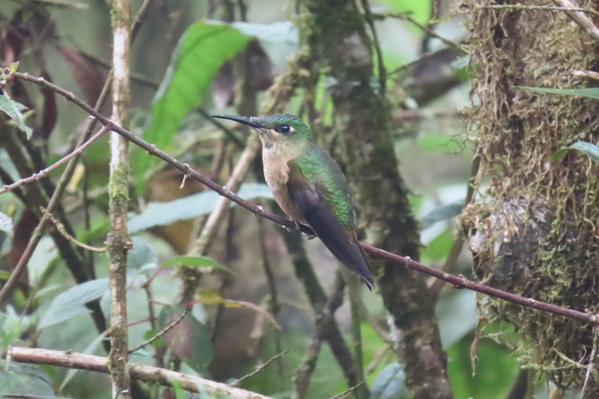 kolibřík hnědobřichý - ML615959493