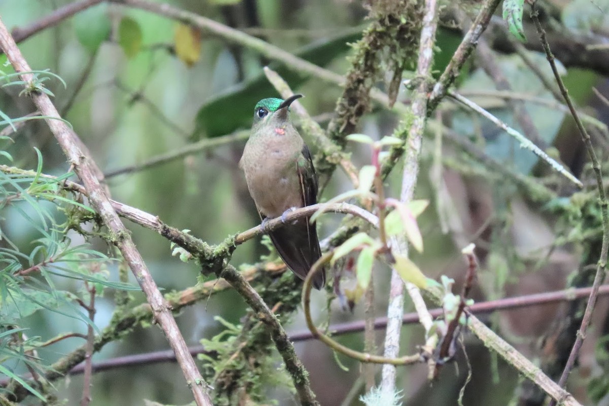 kolibřík hnědobřichý - ML615959494