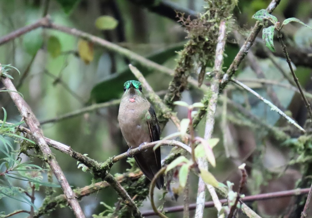 kolibřík hnědobřichý - ML615959495