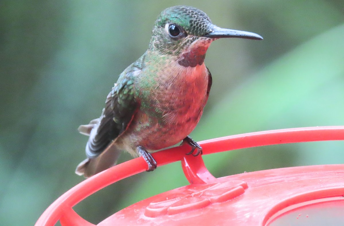 kolibřík hnědobřichý - ML615959496