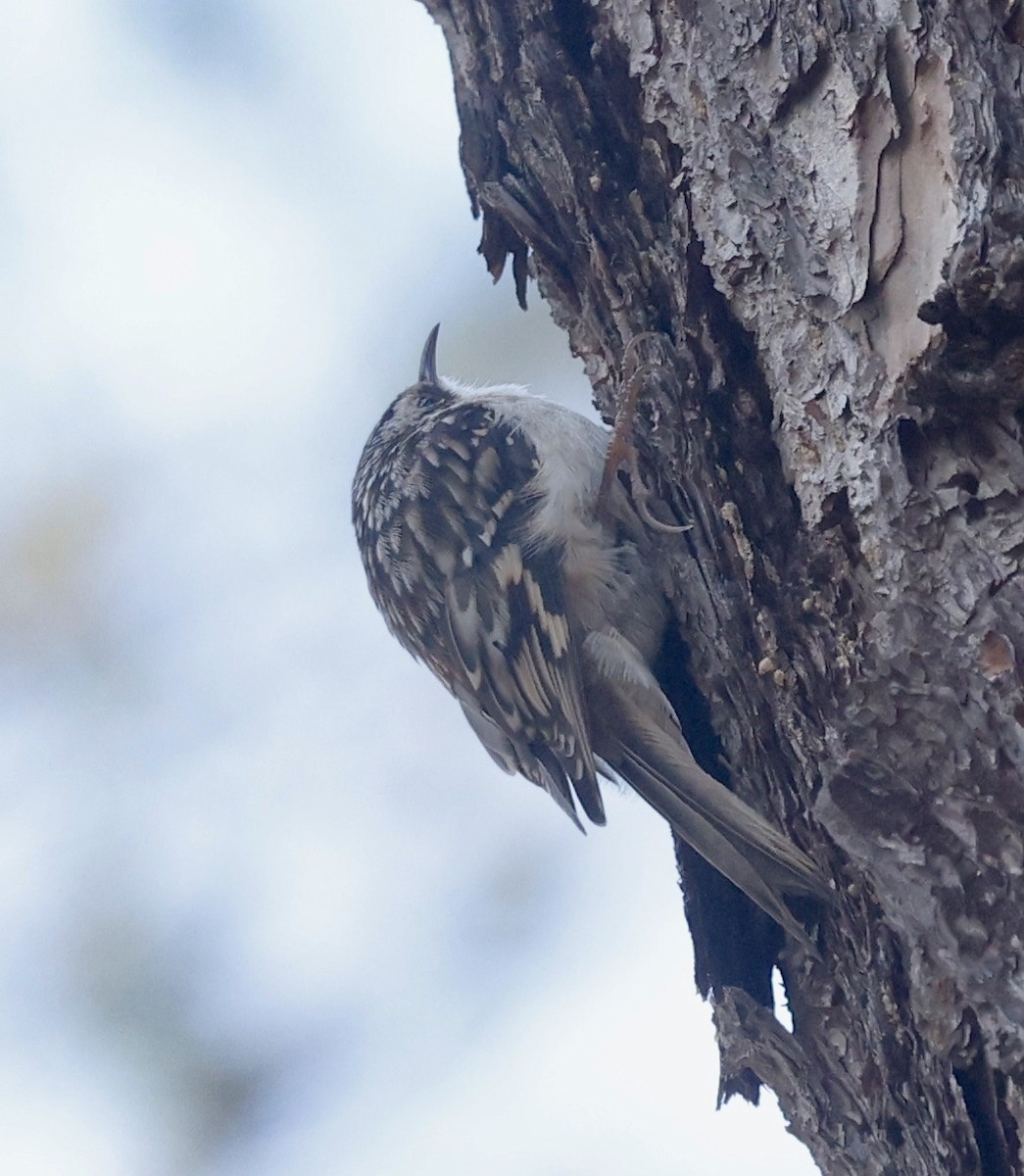 Brown Creeper - ML615959501