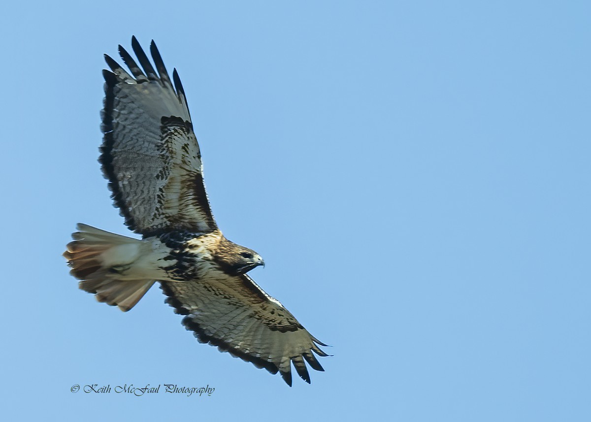 Red-tailed Hawk - Keith McFaul