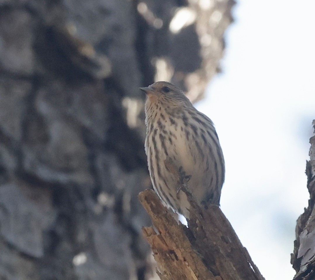 Pine Siskin - ML615959535