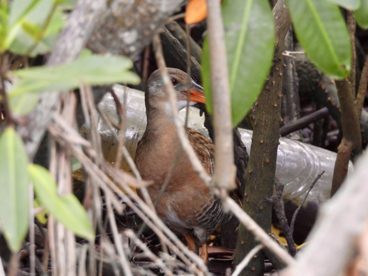 Mangrove Rail - ML615959543